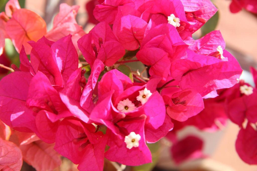 מלון מרקש Le Pavillon Oriental מראה חיצוני תמונה